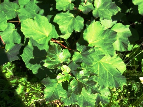 Acer obtusatum 