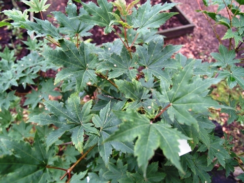 Acer pseudosieboldianum 