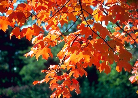 Acer saccharum 