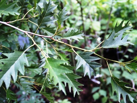 Alnus glutinosa 'Laciniata'