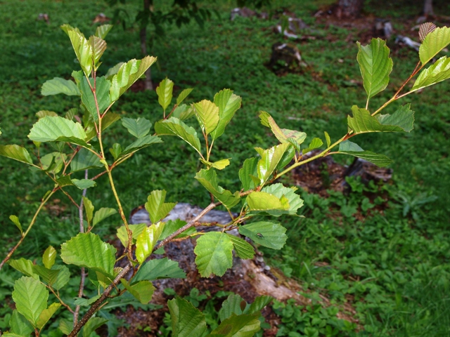 Alnus rubra 