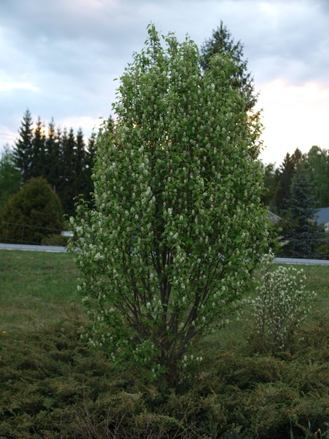Amelanchier alnifolia 'Obelisk'