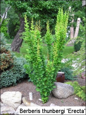 Berberis thunbergii 'Erecta'