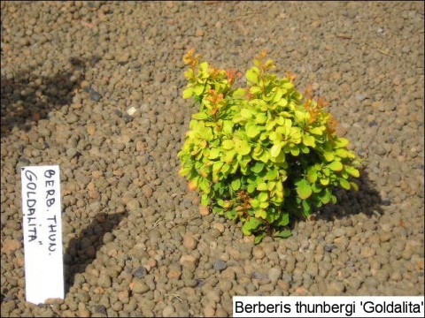 Berberis thunbergii 'Goldalita'