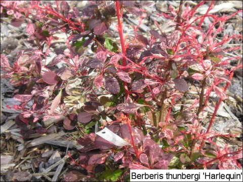 Berberis thunbergii 'Harlequin'