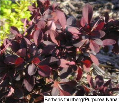 Berberis thunbergii 'Atropurpurea Nana'