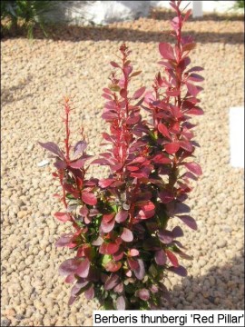 Berberis thunbergii 'Red Pillar'