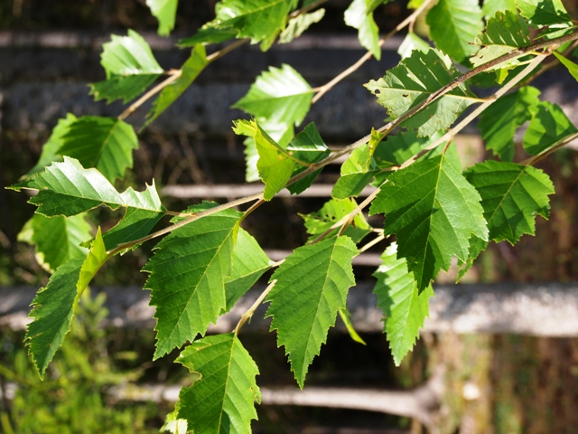 Betula nigra 'Fox Valley'