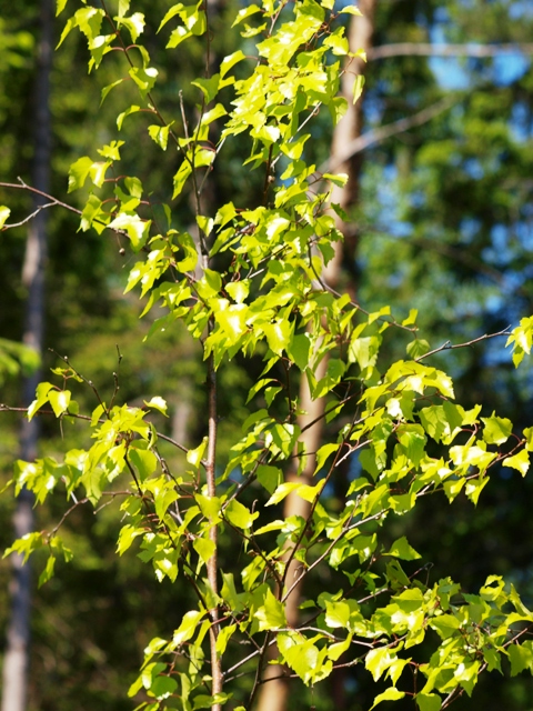 Betula pendula 'Golden Cloud'