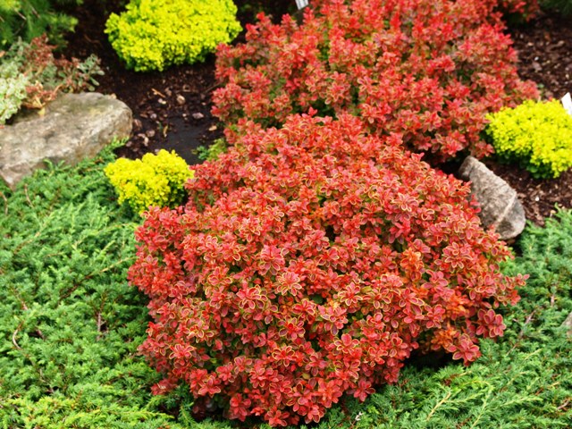 Berberis thunbergii 'Admiration®'