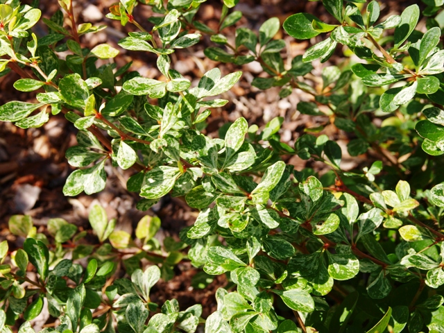 Berberis thunbergii 'Kornik'