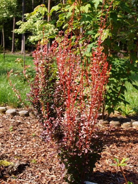 Berberis thunbergii 'Rosy Rocket®'