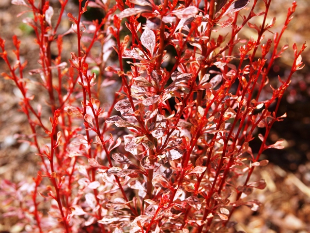 Berberis thunbergii 'Rosy Rocket®'