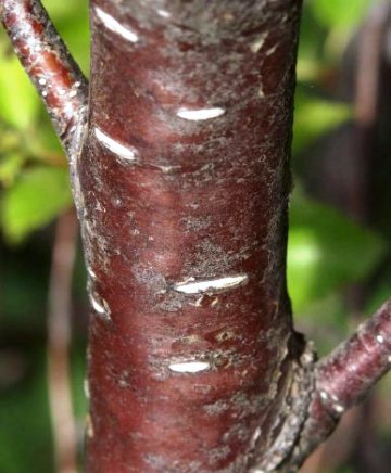 Betula occidentalis(B. fontinalis) 