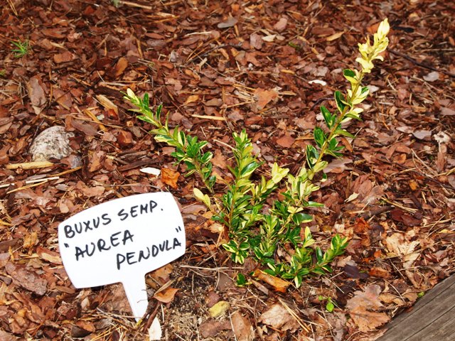 Buxus sempervirens 'Aurea Pendula'