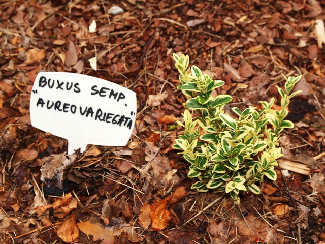 Buxus sempervirens 'Aureovariegata'