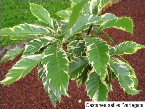 Castanea sativa 'Variegata'