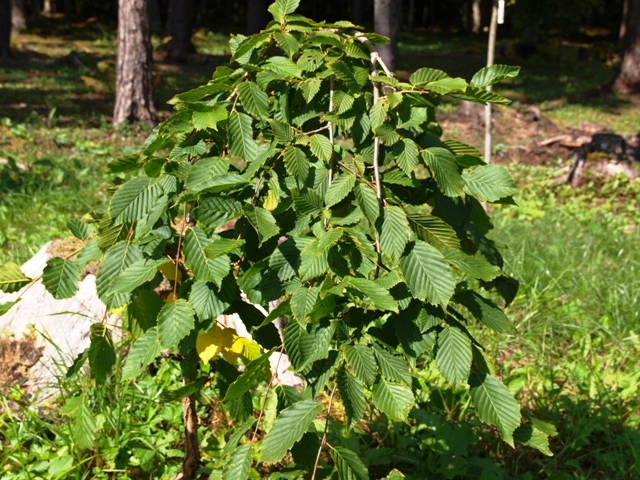 Carpinus betulus 'Pendula'