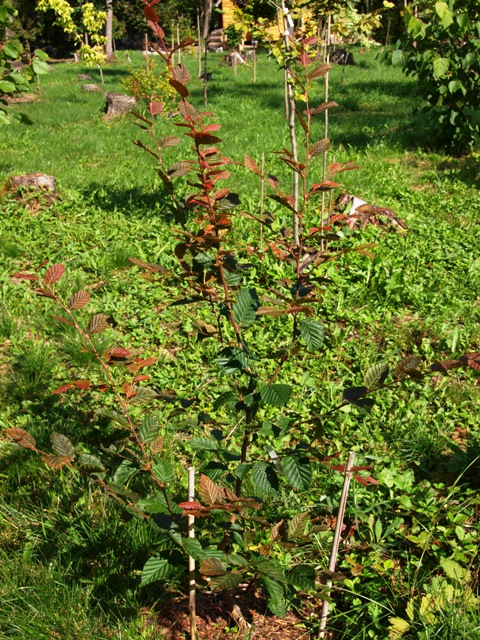 Carpinus betulus 'Purpurea'