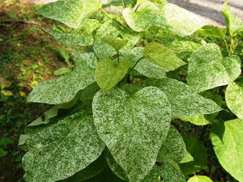 Catalpa bignonioides 'Variegata'