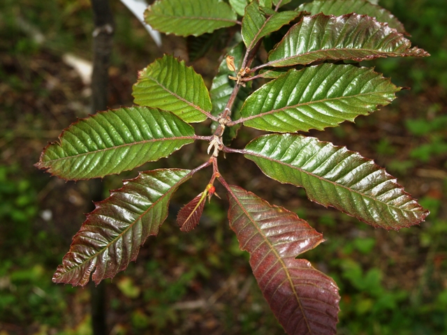 Castanea sativa 'Anny's Summer Red'