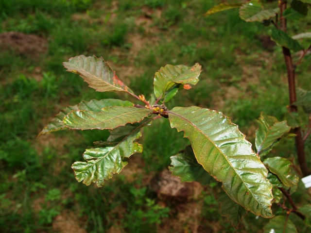 Castanea sativa 'Anny's Summer Red'