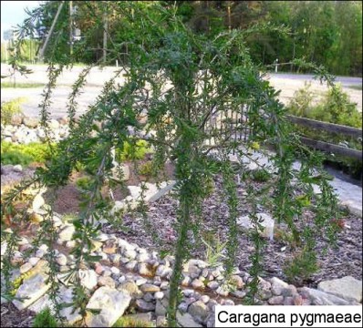 Caragana pygmaea 