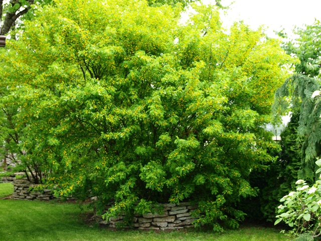 Caragana arborescens 