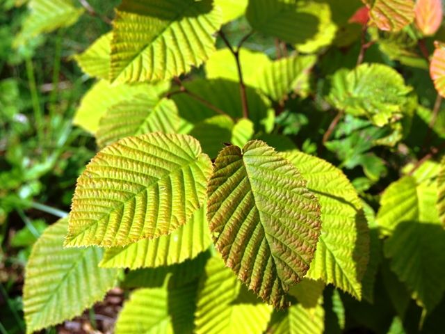 Carpinus cordata 