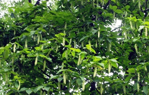 Carpinus cordata 