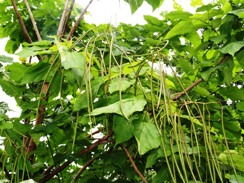 Catalpa bignonioides 