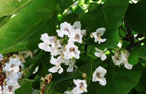 Catalpa bignonioides 