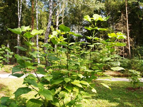 Catalpa bignonioides 