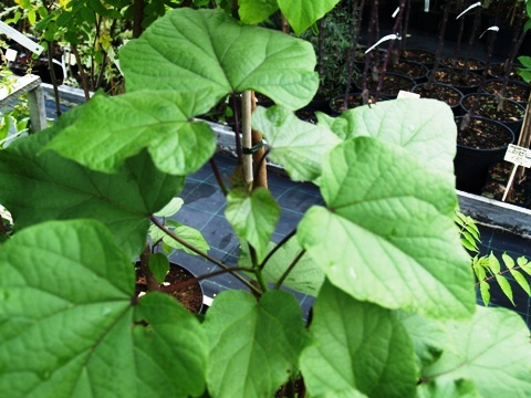 Catalpa speciosa 