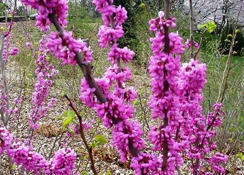 Cercis chinensis 