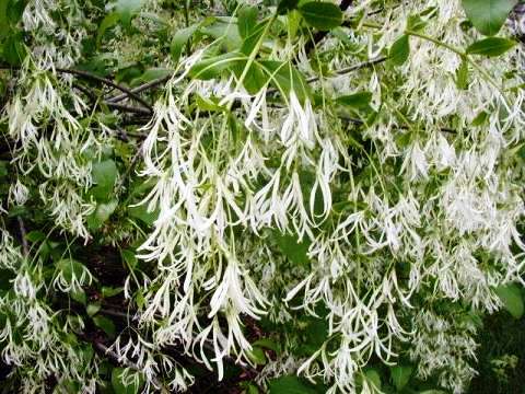 Chionanthus virginicus 