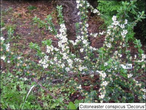 Cotoneaster conspicuus 'Decorus'