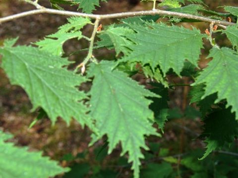 Corylus avellana 'Heterophylla'