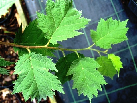 Corylus avellana 'Heterophylla'