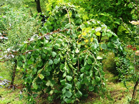 Corylus avellana 'Pendula'