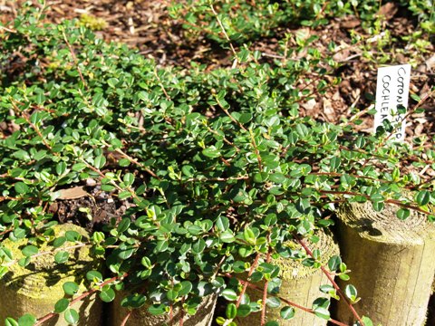 Cotoneaster cochleatus 