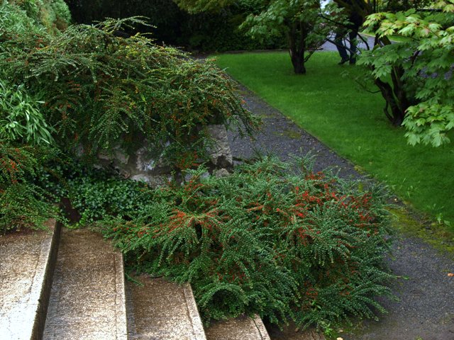 Cotoneaster horizontalis 