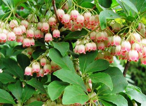 Enkianthus campanulatus 