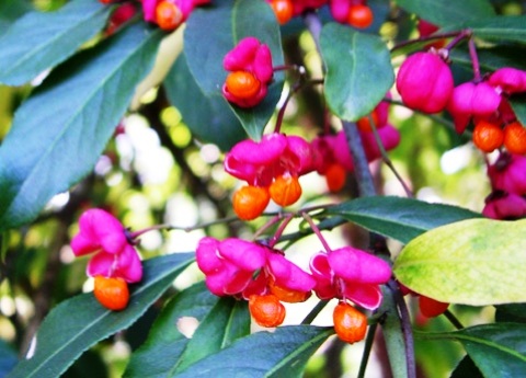 Euonymus europaeus 'Red Cascade'