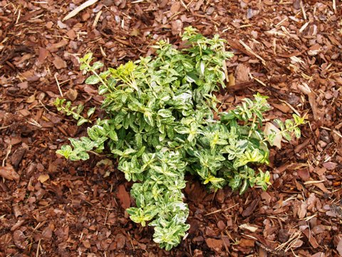 Euonymus fortunei 'Golden Harlequin®'