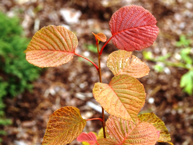 Euptelea pleiosperma 