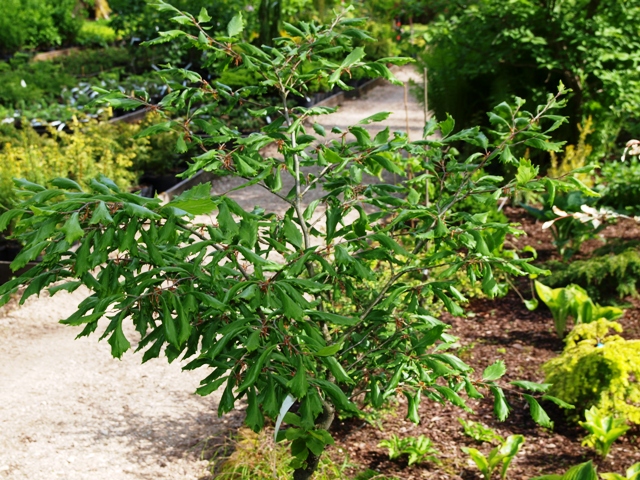 Fagus sylvatica 'Cochleata'