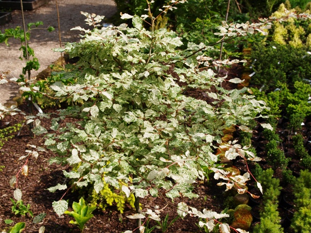 Fagus sylvatica 'Franken'