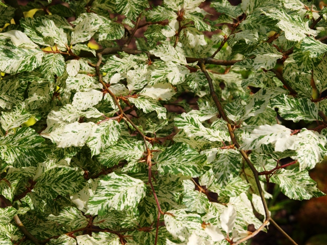 Fagus sylvatica 'Franken'