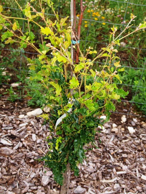 Fagus sylvatica 'Green Obelisk'